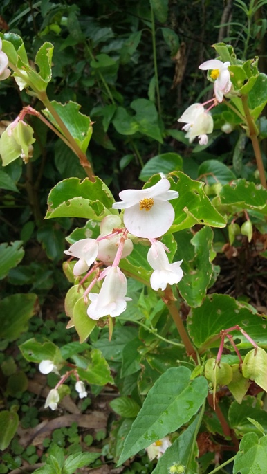 Begonia cucullata