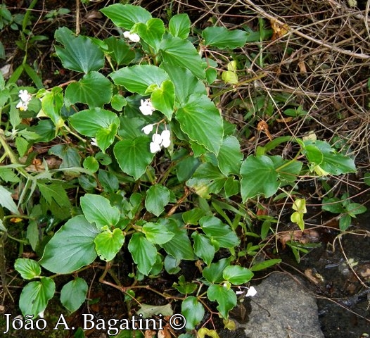 Begonia cucullata