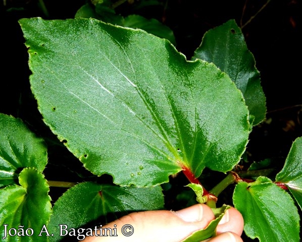 Begonia cucullata