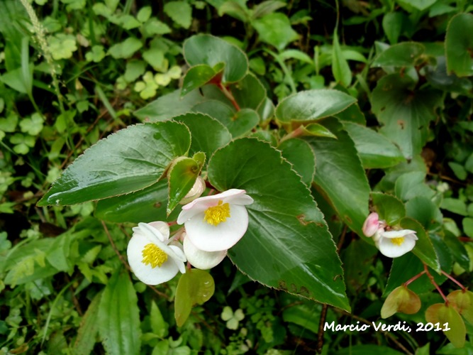 Begonia cucullata