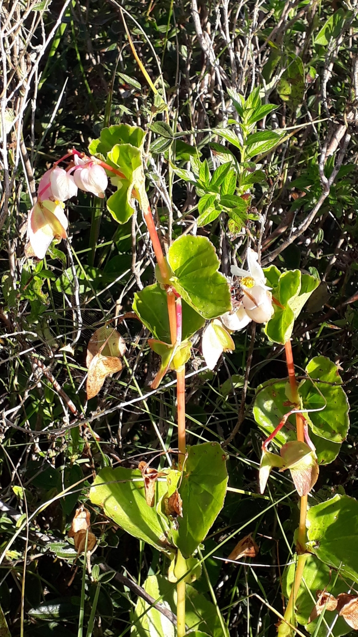 Begonia cucullata