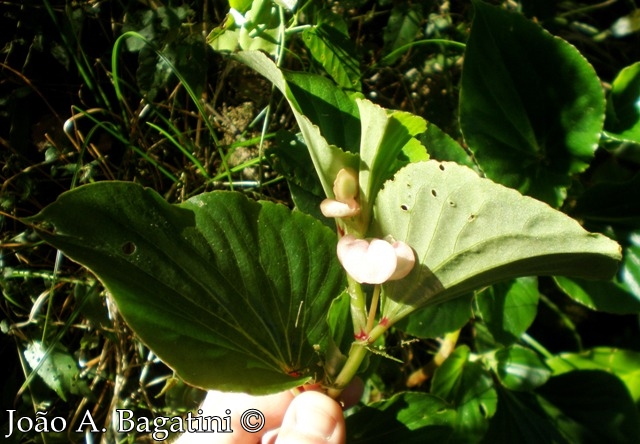 Begonia cucullata