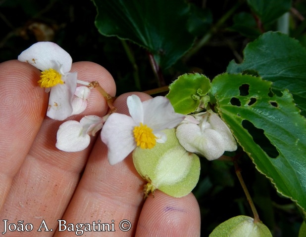 Begonia cucullata