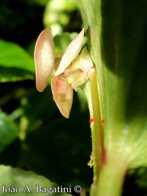 Begonia cucullata