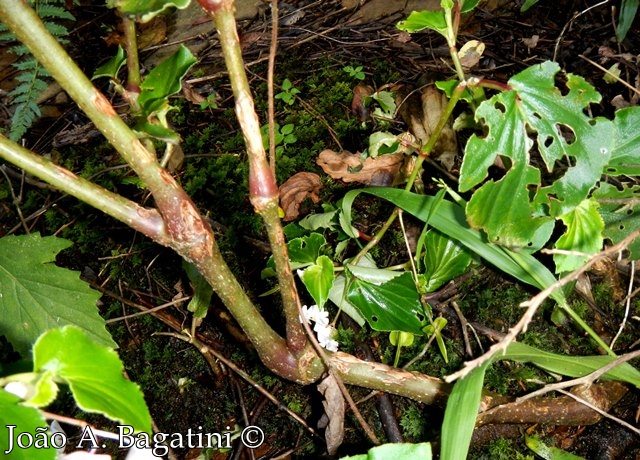 Begonia cucullata