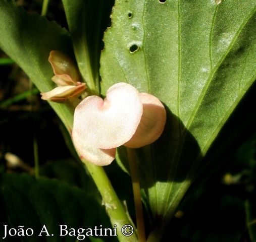 Begonia cucullata