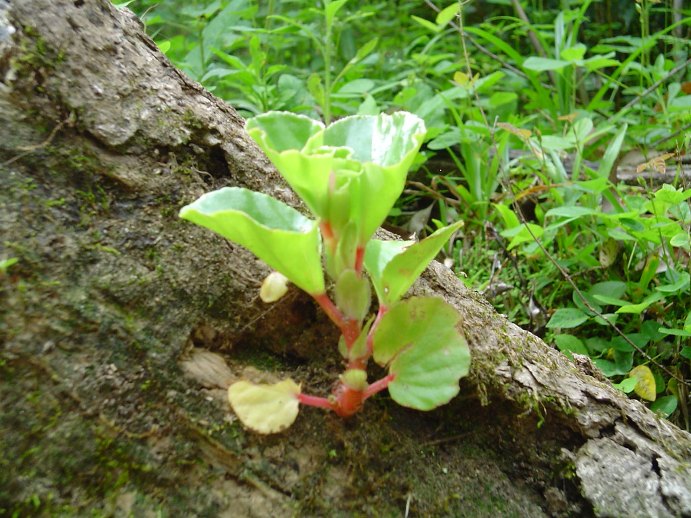 Begonia cucullata