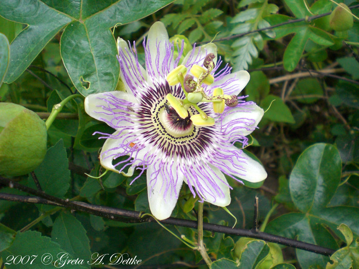 Passiflora caerulea