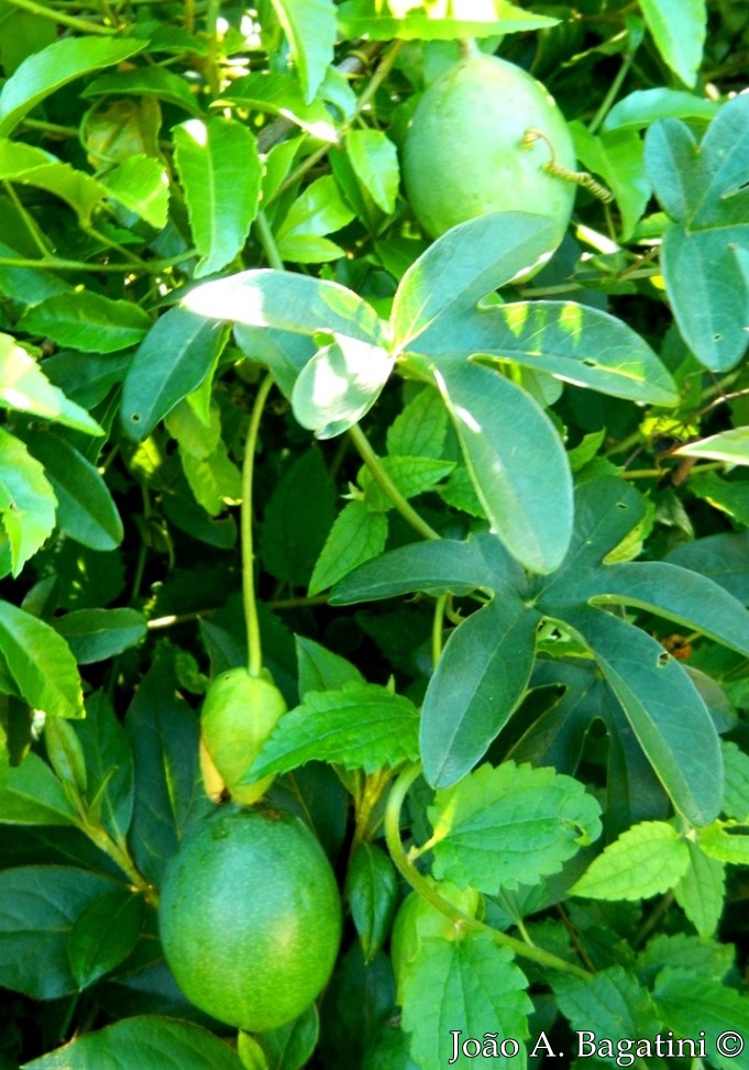 Passiflora caerulea