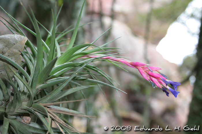 Tillandsia aeranthos