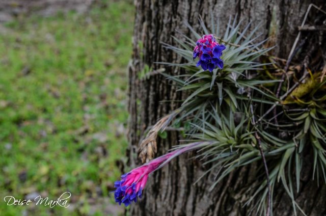 Tillandsia aeranthos