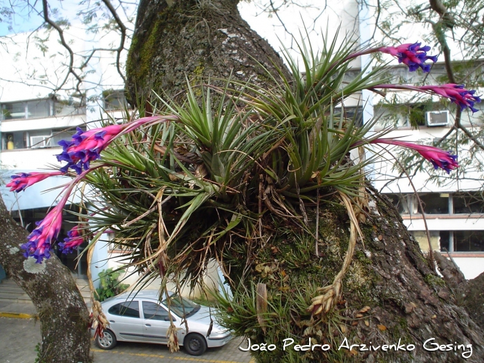 Tillandsia aeranthos