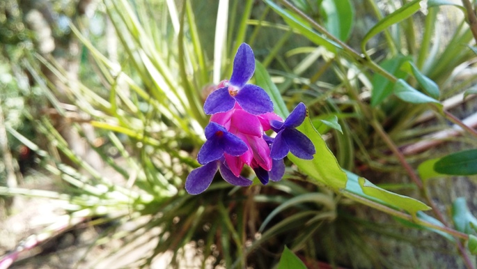 Tillandsia aeranthos