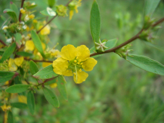 Heimia myrtifolia