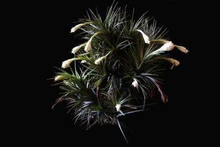 Tillandsia aeranthos