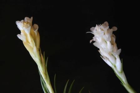 Tillandsia aeranthos