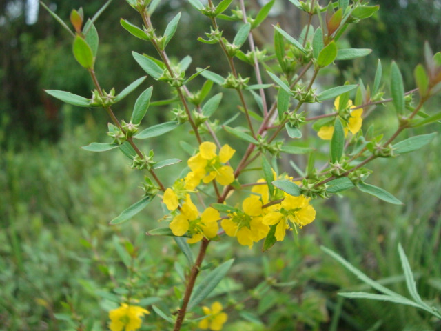 Heimia myrtifolia