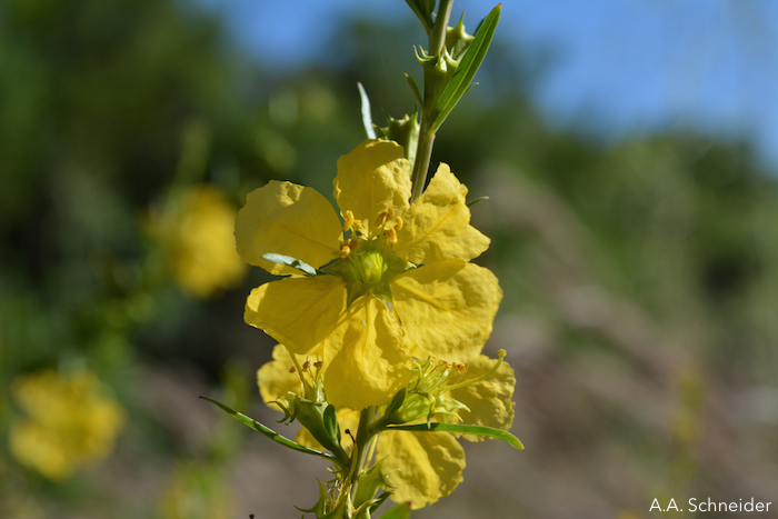 Heimia myrtifolia