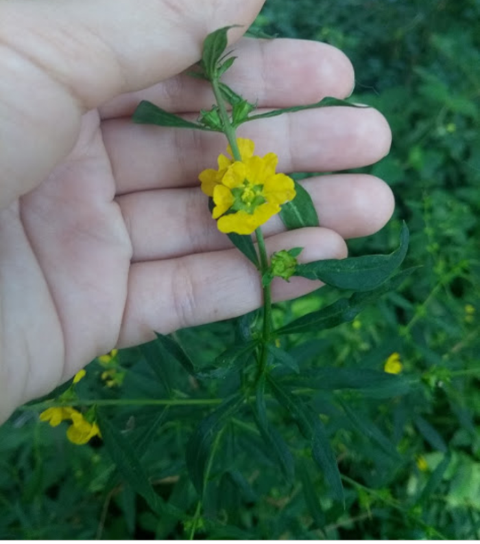 Heimia myrtifolia