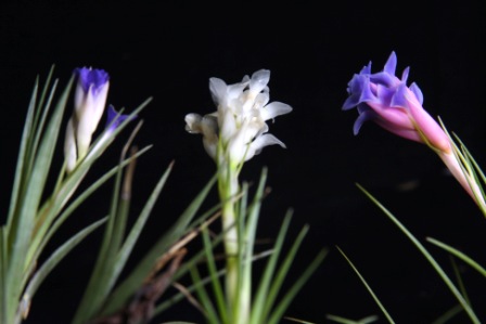 Tillandsia aeranthos