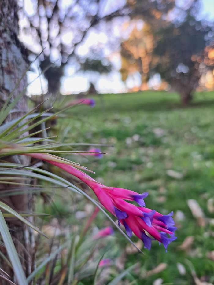 Tillandsia aeranthos