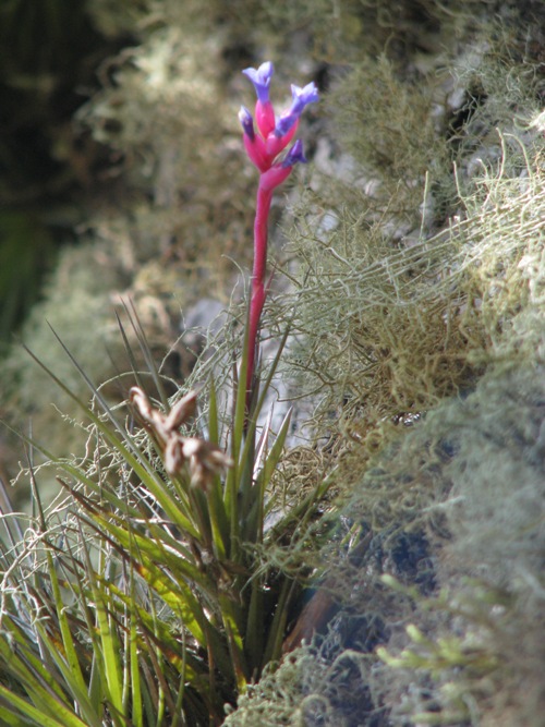 Tillandsia aeranthos