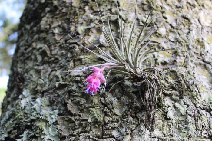 Tillandsia aeranthos