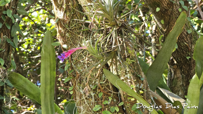 Tillandsia aeranthos