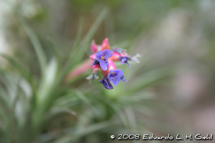 Tillandsia aeranthos