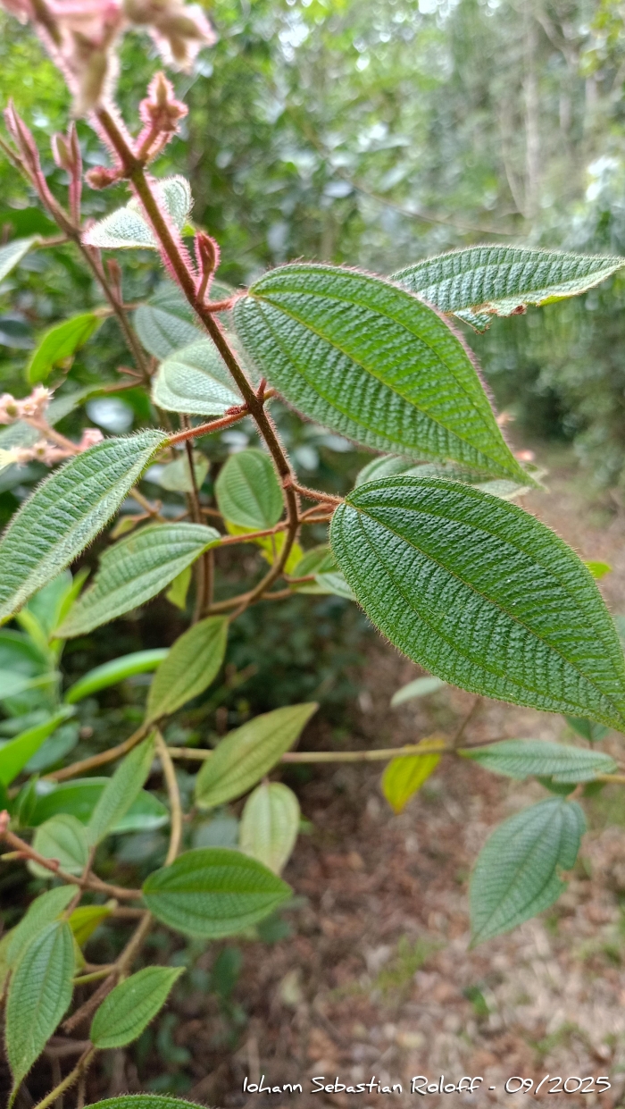 Leandra australis