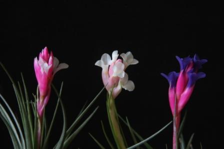 Tillandsia aeranthos