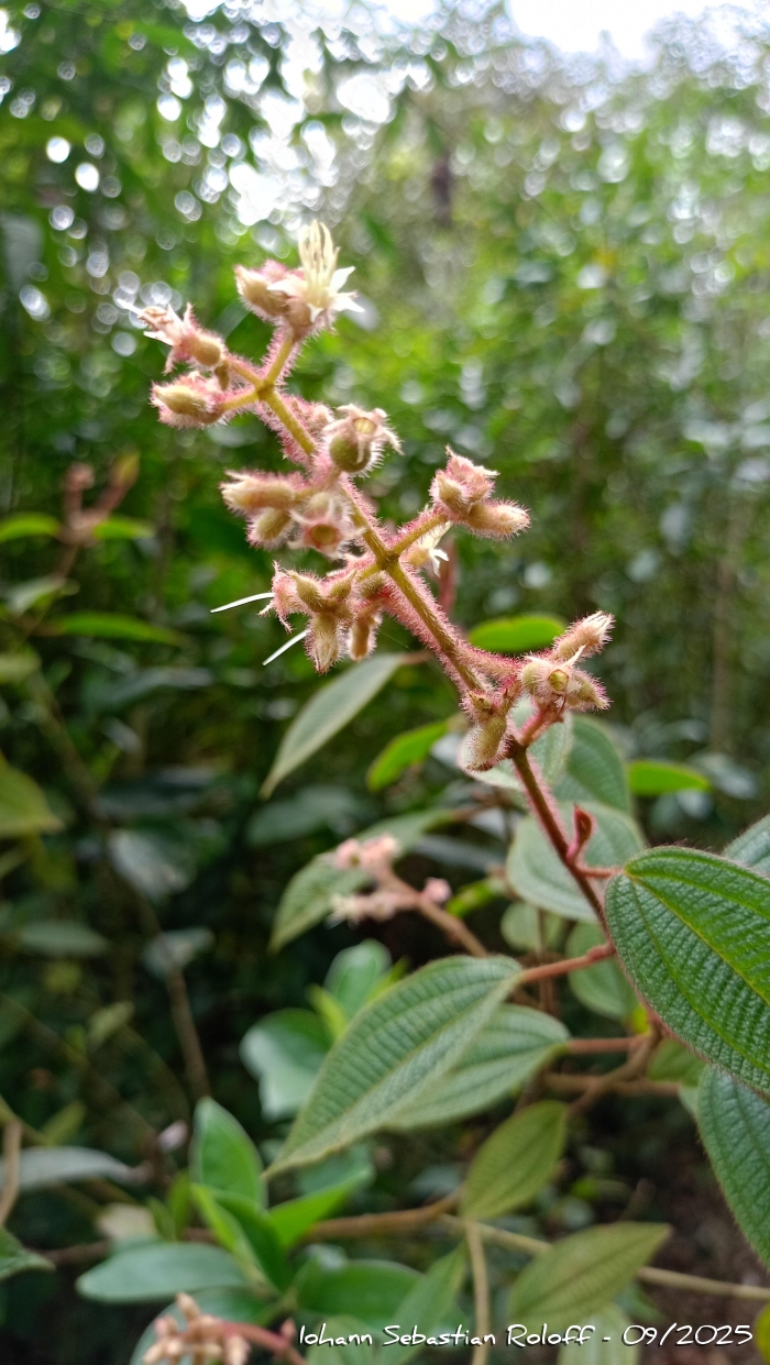 Leandra australis
