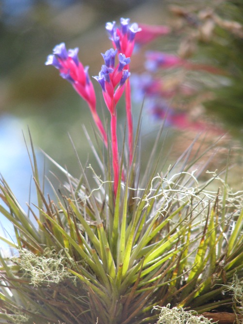 Tillandsia aeranthos