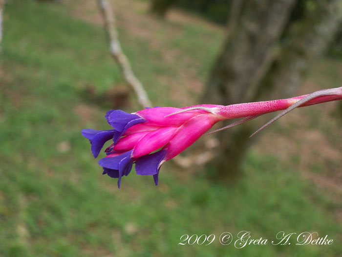 Tillandsia aeranthos