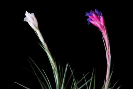 Tillandsia aeranthos