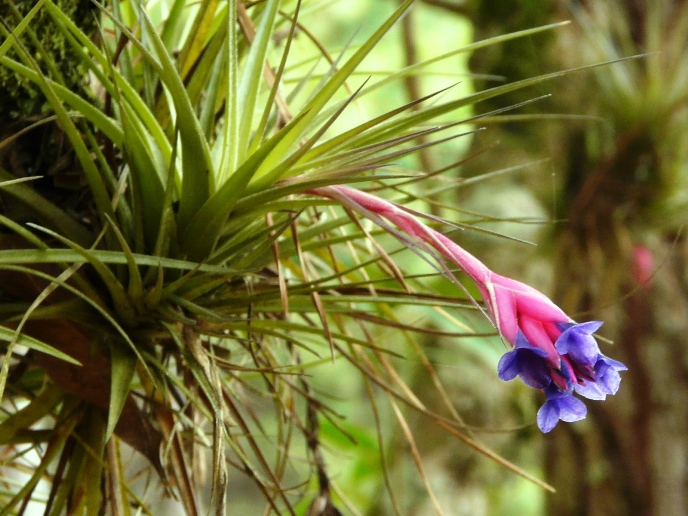 Tillandsia aeranthos