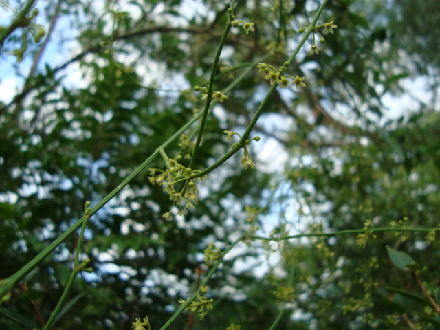 Orthosia scoparia