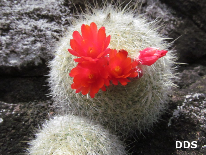 Parodia haselbergii