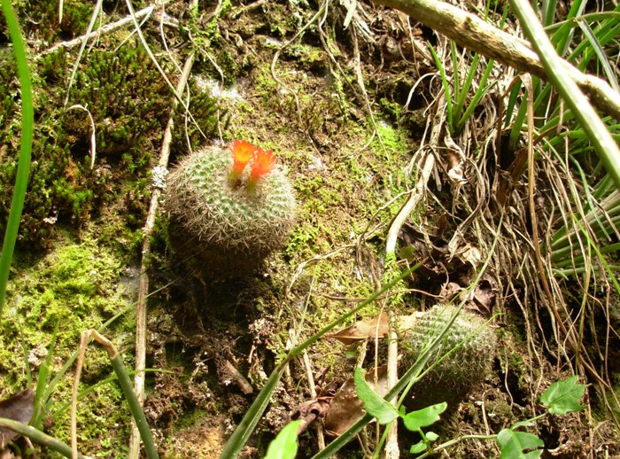 Parodia haselbergii