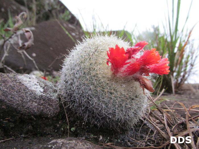 Parodia haselbergii