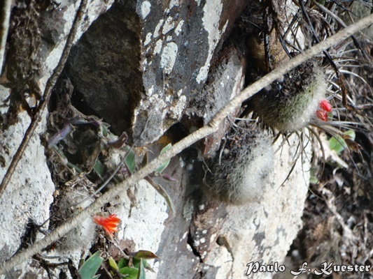 Parodia haselbergii