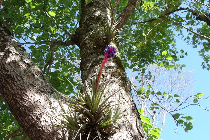 Tillandsia aeranthos