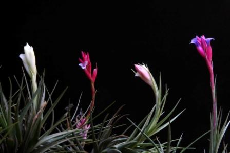 Tillandsia aeranthos