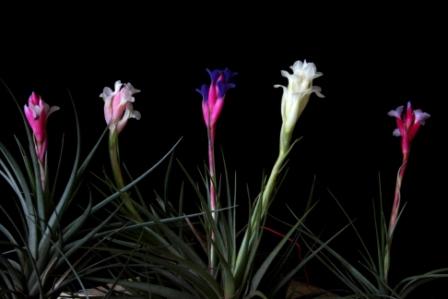 Tillandsia aeranthos