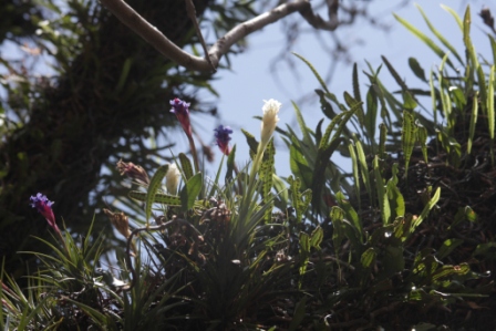 Tillandsia aeranthos