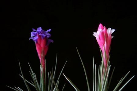 Tillandsia aeranthos