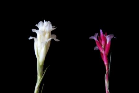 Tillandsia aeranthos