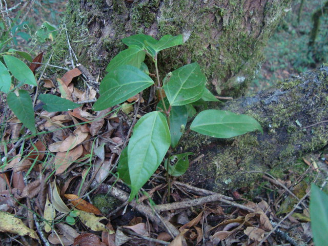 Piper xylosteoides