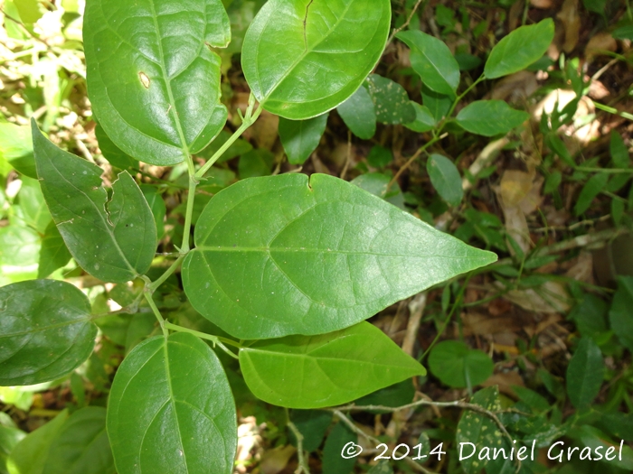 Piper xylosteoides