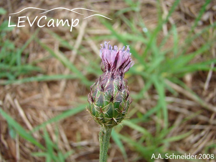 Centaurea tweediei